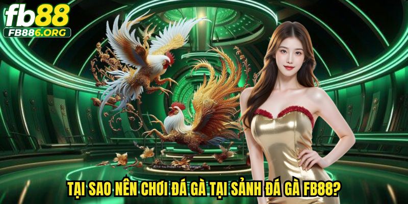 Đá Gà Fb88 - Sảnh Cược Đỉnh Cao Cho Tín Đồ Mê Đá Gà - JEXON