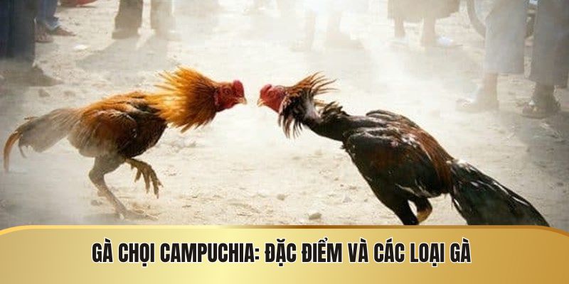 Đá Gà Campuchia - Quy Định Và Những Điều Cần Biết - JEXON
