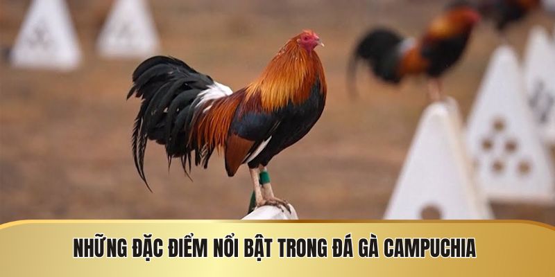 Đá Gà Campuchia - Quy Định Và Những Điều Cần Biết - JEXON