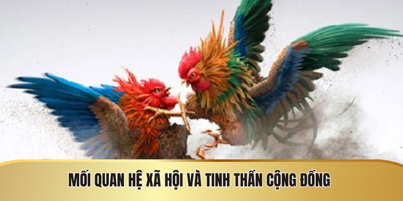 Đá Gà Campuchia - Quy Định Và Những Điều Cần Biết - JEXON