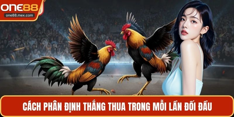 Đá Gà Chọi Thomo - Đấu Trường Trực Tuyến Hấp Dẫn Nhất - JEXON