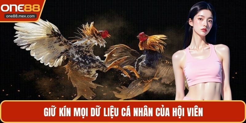 Đá Gà Chọi Thomo - Đấu Trường Trực Tuyến Hấp Dẫn Nhất - JEXON