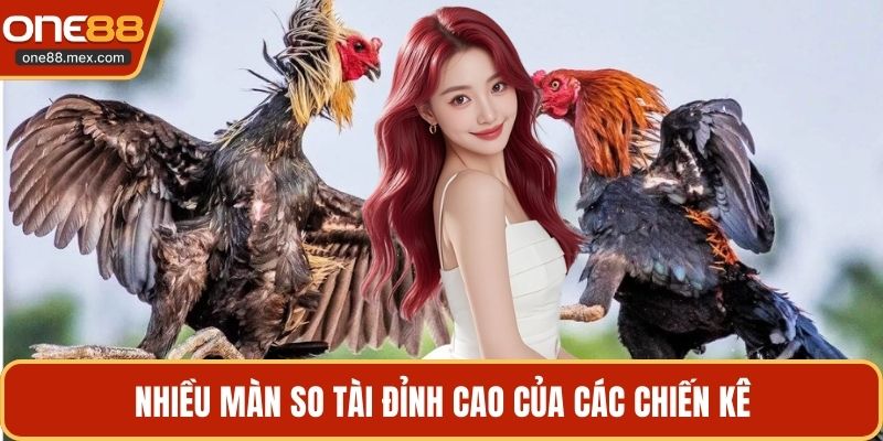 Trực Tiếp Đá Gà 167 - Khám Phá Các Trận Đấu Hấp Dẫn - JEXON