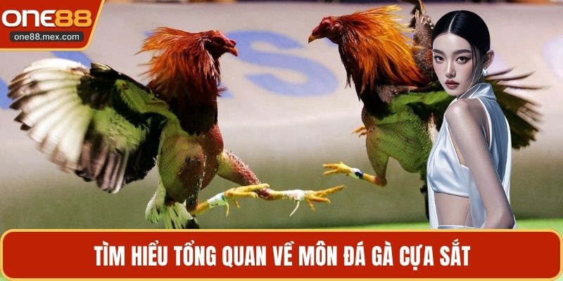 Đá Gà Cựa Sắt - Tìm Hiểu Chi Tiết Về Trận Đấu Kịch Tính - JEXON
