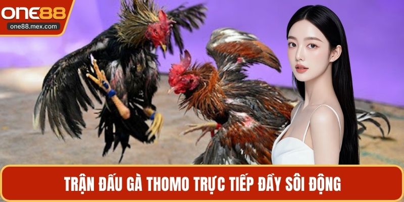 Đá Gà ONE88 - Sảnh Cá Cược Kê Chiến Đỉnh Cao Nhất 2026 - JEXON