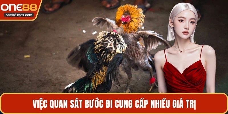 Đá Gà Cựa Dao C1 - Trận Chiến Của Giới Chuyên Môn - JEXON
